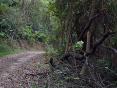 -黄埔油麻山森林公园