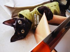 -关爱宠物医院·猫科中心·消化科(滨湖万达分院)