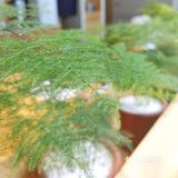 高分定食