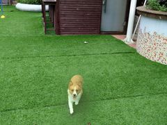 -汪说喵讲宠物乐园宠物酒店(红星美凯龙店)