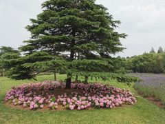 -上海滨江森林公园