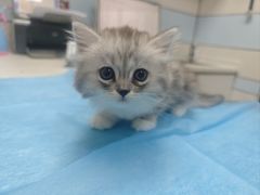-中农国际动物医院24小时·猫科·骨科·急重症中心