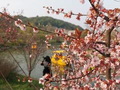 -苏州上方山国家森林公园