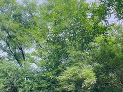 -白水寺森林公园