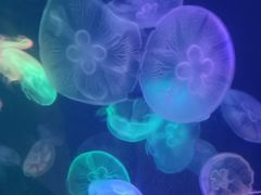 -烟台海昌鲸鲨海洋公园