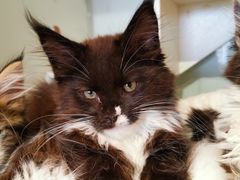 -70cat德文卷毛猫·缅因猫纯种猫舍