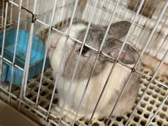 -楼上猫咖(罗湖店)