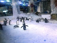 -芜湖新华联大白鲸海洋公园