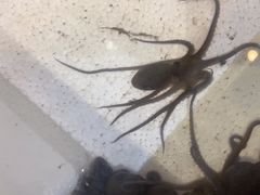 -鹰龙海畔度假酒店(咸祥店)