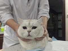 -宠爱国际动物医院·消化内科·心肾内科·ISFM猫友好(望京店)