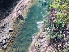 -九龙江国家森林公园