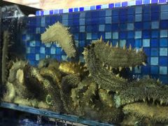 -浩运·海鲜青岛菜·海胆水饺(石老人店)