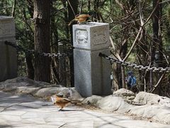 -燕窝岭