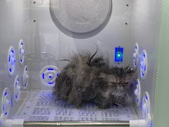-爱洗澡的猫(望京店)