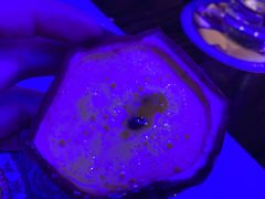 -甘尼仕印度餐厅爵士酒吧(阳春巷店)
