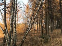 -塞罕坝国家级自然保护区