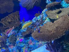 -上海海洋水族馆