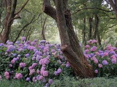 -西湖风景区-江洋畈生态公园