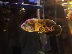 -宠物世家(仲盛世界商城店)
