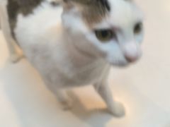 -御宝贝·A梦猫科宠物医院(国际猫友好医院)