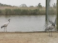 -盐城丹顶鹤湿地生态旅游区