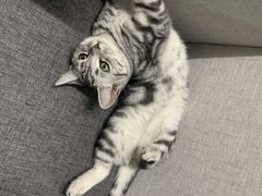 -瑞鹏宠物医院·骨科·猫科·内科(第一中心)
