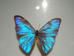 -上海昆虫博物馆