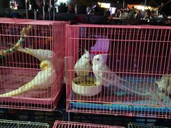 -中环花鸟鱼虫市场
