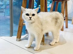 -平行世界·猫咖(首经贸店)