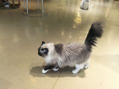 -藏猫猫咖啡主题馆(中央大道店)