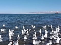 -青海湖国家重点风景名胜区