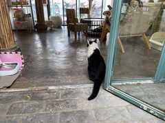 -喵屿·大理花园猫咖