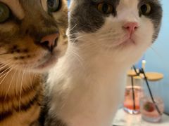 -遇见羊驼·奶狗咖·布偶猫咖·法斗柯基柴犬阿拉斯加(春熙路太古里IFS店)