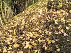 -白鹭湾湿地公园