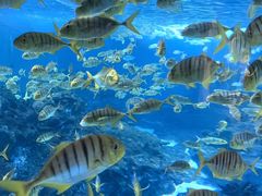 -海合安成都极地海洋公园