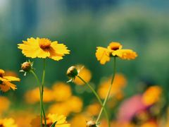 -大兴滨河森林公园