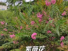 -莲湖公园