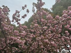 -羊山湖公园