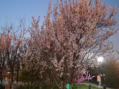 -绿岛公园(滨海新区)