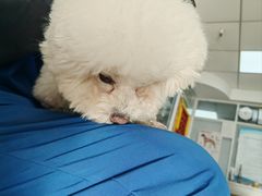 -瑞派·关忠动物医院·猫专科·犬专科(三环新城店)