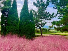 -羊亭河湿地公园