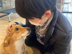 -南京Hallo宠物乐园·哈罗犬舍·柴犬繁育基地