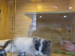 -小猫来了猫舍(福田店)