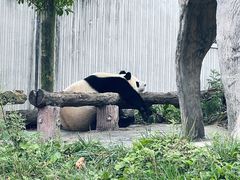 -卧龙中华大熊猫苑神树坪基地