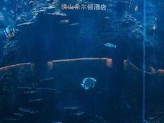 -OPEN開全日自助餐厅·牛肉火锅·海鲜(佛山希尔顿酒店)