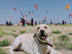 -潍坊滨海云门国际风筝放飞场