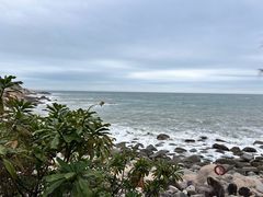 -广东惠东海龟国家级自然保护区
