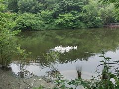-黄陂区野村谷景区