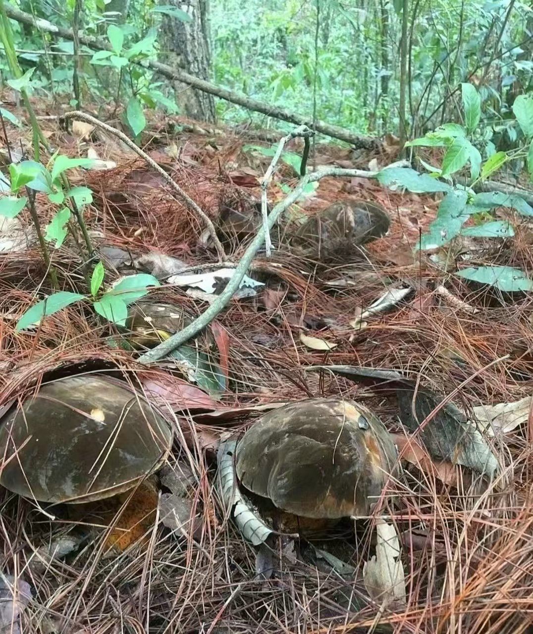 标题:探寻味蕾的极致!野生菌火锅,黑牛肝