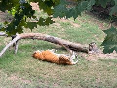 -西霞口神雕山野生动物世界